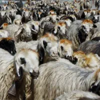 میش و بره داشتی