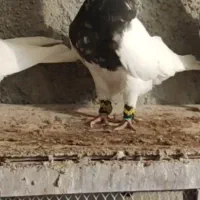 طوقی نر و جوجه