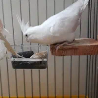 عروس هلندی ماده