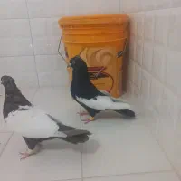 سینه ای