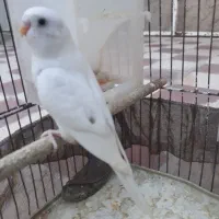 جوجه مرغ عشق