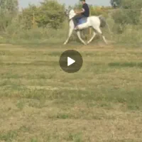 اسب
