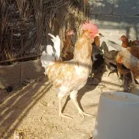 مرغ و خروس محلی