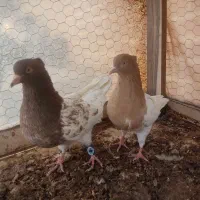 ۲ جفت کله ۴۰ سانتی زیر قیمت پول لازم هم پرش ، جوجه