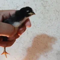 فروش جوجه 5روزه لاکندزی،گلین،برهما