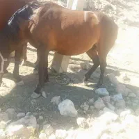 حیوانات