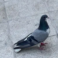ماده دمگیر خرقه دم پاک