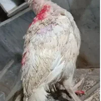 جوجه بوقلمون بیوتی 6 یک ونیم کیلوی معصومیه بالا