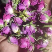 غنچه گل محمدی فروشی