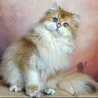 گربه بریتیش نر لانگهیر کد by12