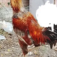 مرغ خروس