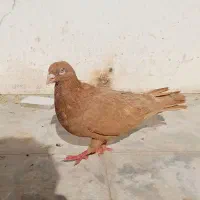کبوتر