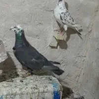 نروماده