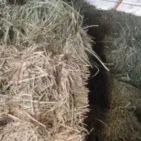 فروش یونجه علف دار