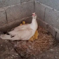 بچه اردک اسراعیلی همراه با مادر