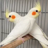 عروس هلندی تمیز وسرحال