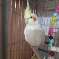 عروس هلندی