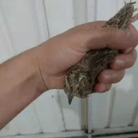 عروس و بلدرچین