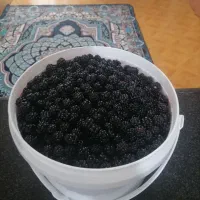 تمشک تازه چین. درشت و شیرین