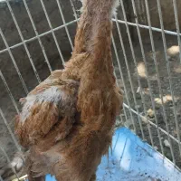 جوجه لاری