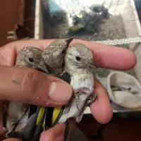 جوجه سهره  کال .لرستان
