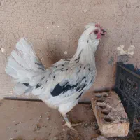 مرغ وخروس