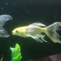 ماهی کوی و لجن خوار