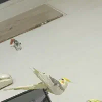 پرنده عروس هلندی ب اسم بلا