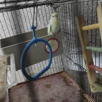 فروش یک مرغ عشق نر