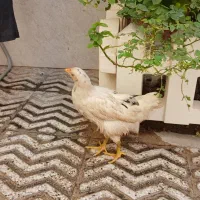 دوعددمرغ