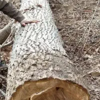 خرید انواع چوب صنعتی  هیزمی وغیره..