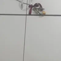 لوله مسی