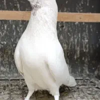 کبوتر ماهرو چشم آبی پرشی کاشان باجوجه