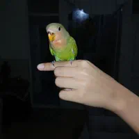 جوجه کوتوله برزیلی سبز صورت هلویی