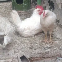 مرغ گوشتی