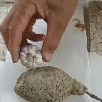 عقیق و جواهر