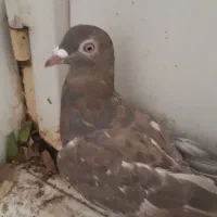کبوتر نر