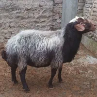 قوچ تخمی