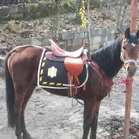 اسب نصف مصری نصف کرد