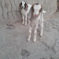 بزغاله ماده شیری