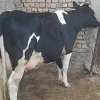 گاو تلیسه گوساله