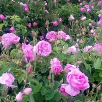 گل محمدی  قیزیل گول
