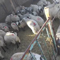 ۵۰ تا بره نر ماده شیری پای مادر۳۰ تا ۳۵ کیلو فروشی