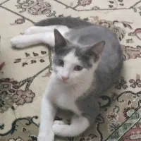 گربه