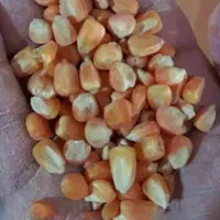 ذرت اکراینی /ذرت شکسته/آرد ذرت