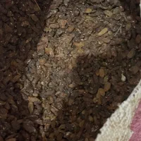 کشمش خلیل اباد خراسان