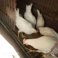 خروس و مرغ