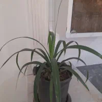 گل پاندانوس