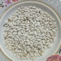 لوبیا سفید درشت