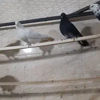 کفتر یکجا ۲۰۰